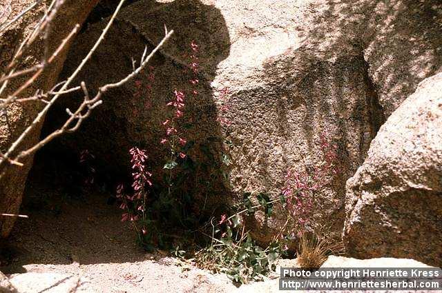 Photo: Penstemon pseudospectabilis 2.