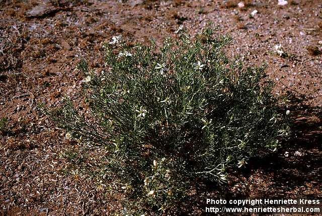 Photo: Peganum harmala.