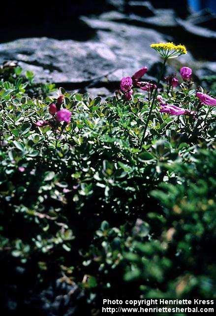 Photo: Penstemon davidsonii.