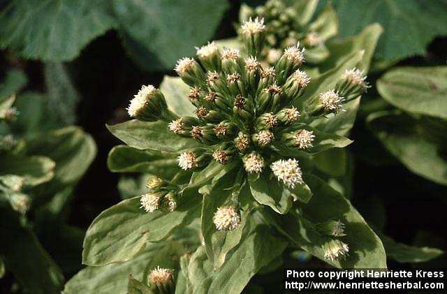 Photo: Petasites japonicus 1.