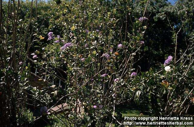 Photo: Petrea volubilis.