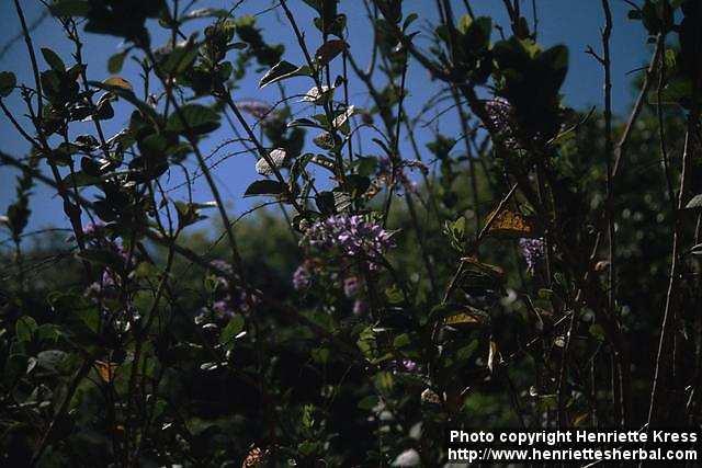 Photo: Petrea volubilis 2.