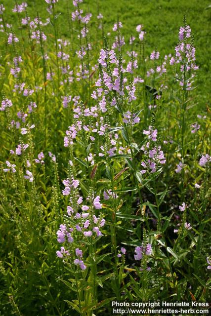 Photo: Physostegia virginiana 4.