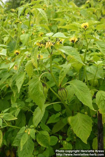 Photo: Physalis philadelphica 2.