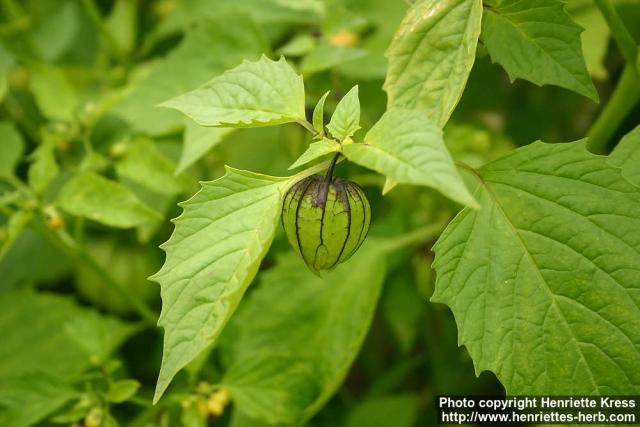 Photo: Physalis philadelphica 3.