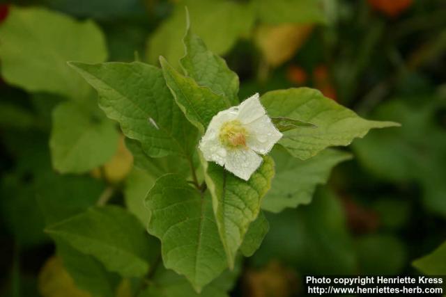 Photo: Physalis alkekengi.