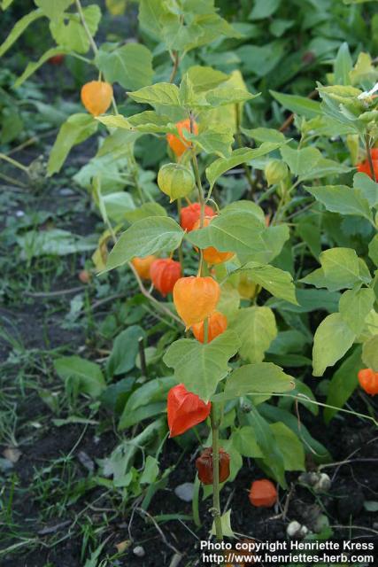 Photo: Physalis alkekengi 3.