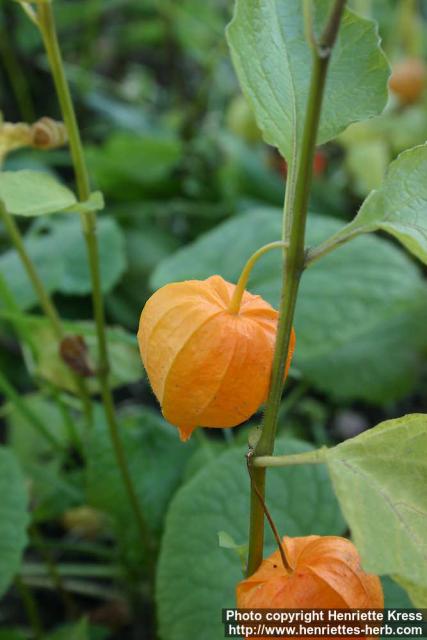 Photo: Physalis alkekengi 4.