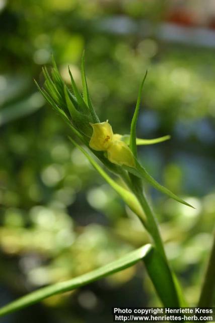 Photo: Philydrum lanuginosum.