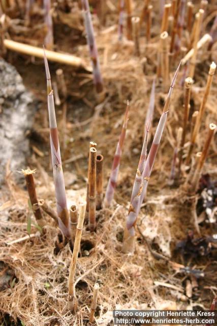 Photo: Phragmites australis 9.