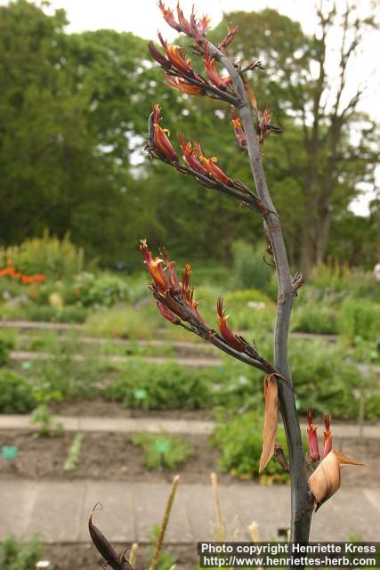 Photo: Phormium tenax.