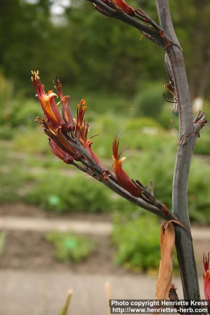 Photo: Phormium tenax 1.