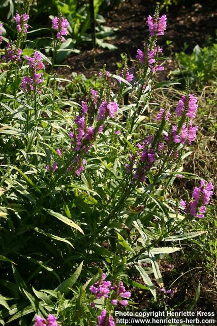 Photo: Physostegia virginiana 6.