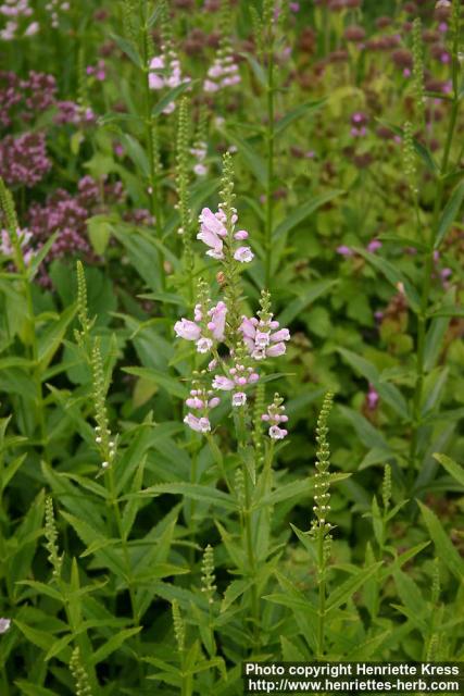 Photo: Physostegia virginiana 8.