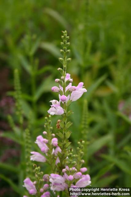 Photo: Physostegia virginiana 9.