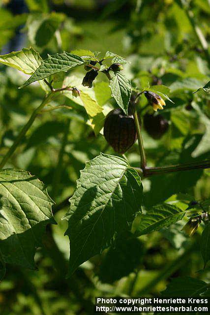 Photo: Physalis philadelphica 4.