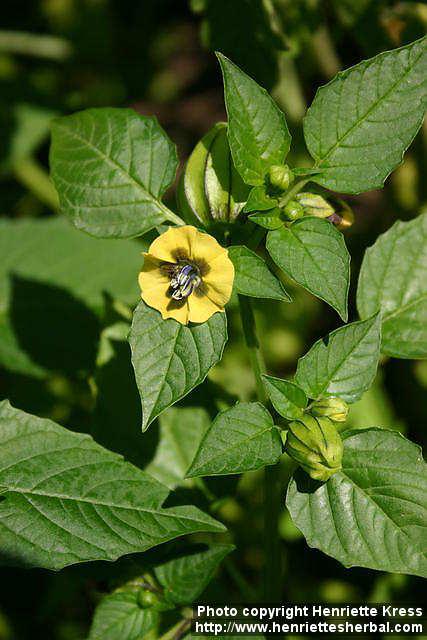 Photo: Physalis philadelphica 7.