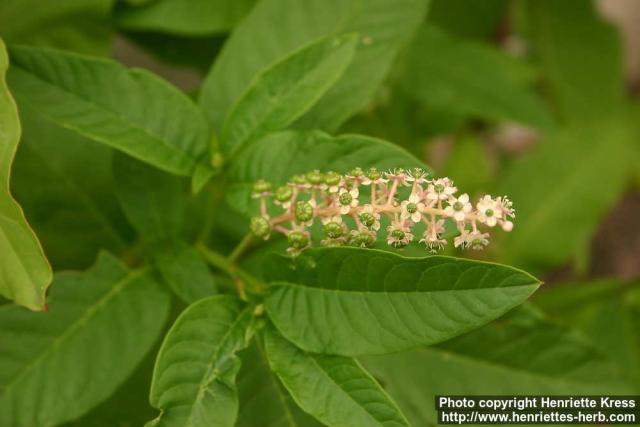 Photo: Phytolacca acinosa 2.