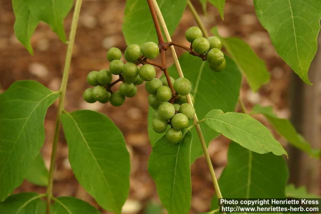 Photo: Phellodendron amurense 1.