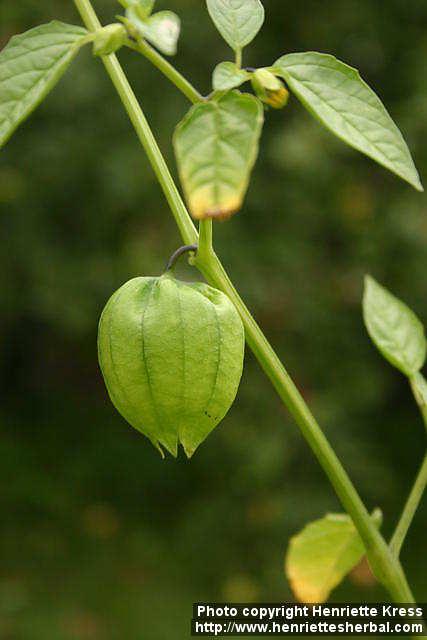 Photo: Physalis philadelphica 9.