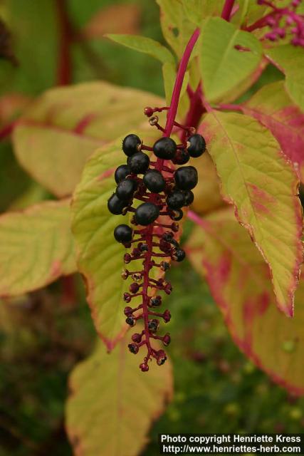 Photo: Phytolacca americana 4.