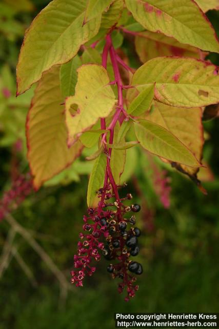 Photo: Phytolacca americana 5.