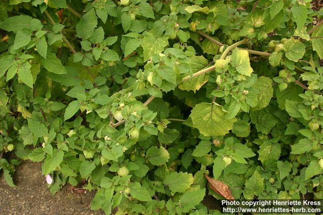 Photo: Physalis pruinosa.