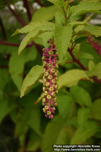 Photo: Phytolacca acinosa 4.