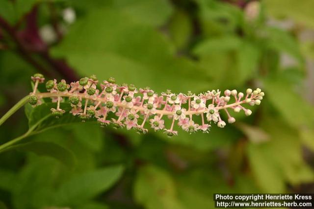 Photo: Phytolacca acinosa 6.