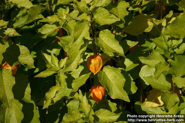 Photo: Physalis alkekengi 7.