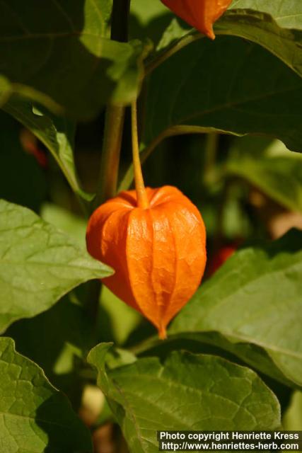 Photo: Physalis alkekengi 8.