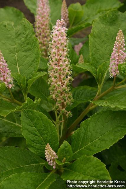 Photo: Phytolacca polyandra 2.