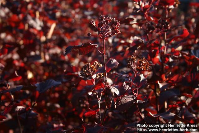 Photo: Physocarpus opulifolius 2.