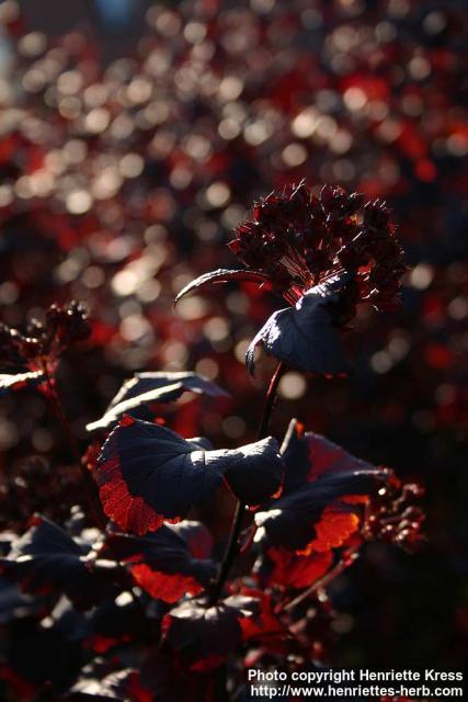 Photo: Physocarpus opulifolius 3.