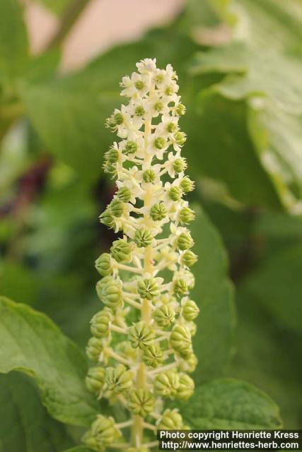 Photo: Phytolacca acinosa 17.