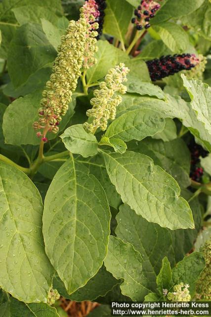 Photo: Phytolacca acinosa 18.