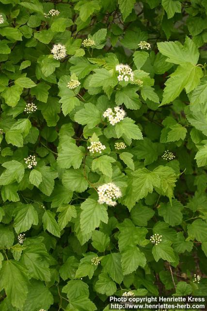 Photo: Physocarpus opulifolius 4.