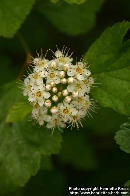 Photo: Physocarpus opulifolius 5.