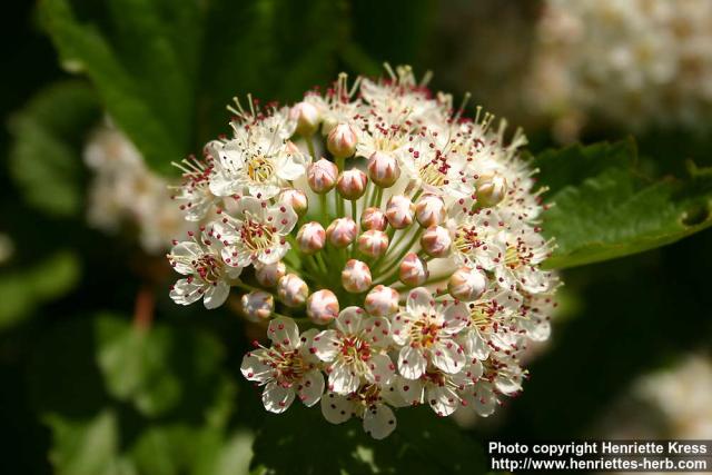 Photo: Physocarpus opulifolius 11.