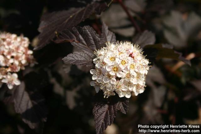 Photo: Physocarpus opulifolius 12.