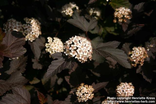 Photo: Physocarpus opulifolius 13.