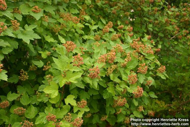 Photo: Physocarpus opulifolius 18.