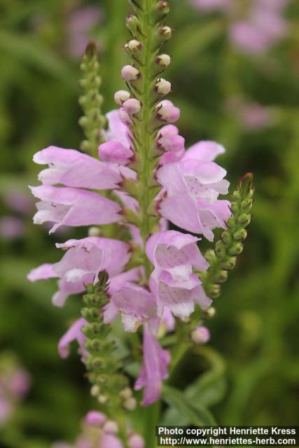 Photo: Physostegia virginiana 14.