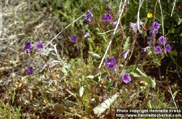 Photo: Phacelia campanularia 1.