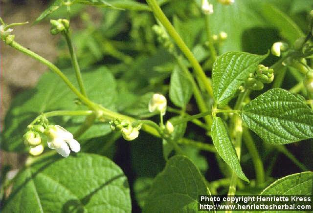 Photo: Phaseolus vulgaris 1.