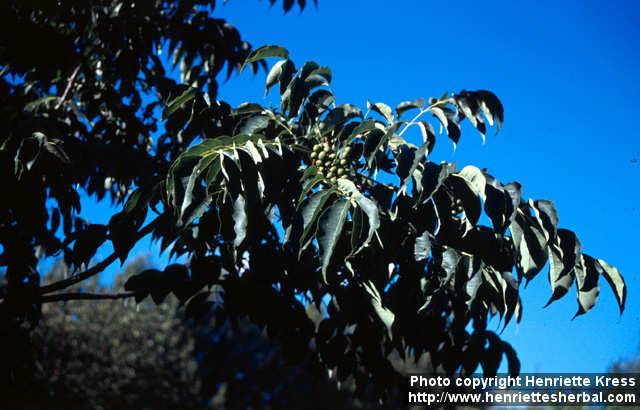 Photo: Phellodendron sachalinense.