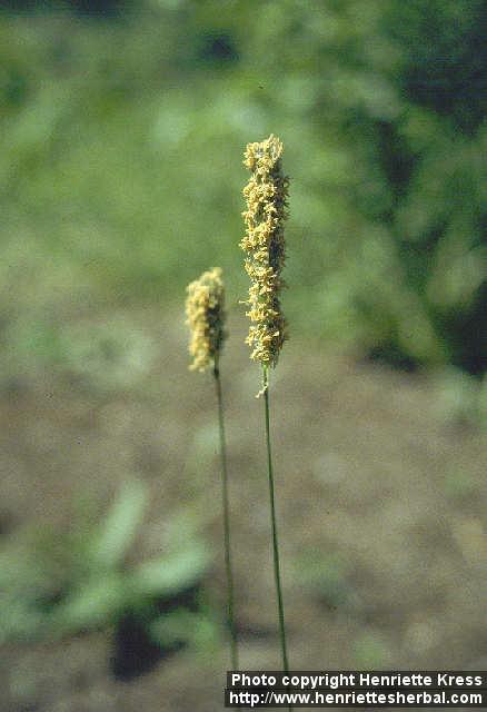 Photo: Phleum pratense 1.