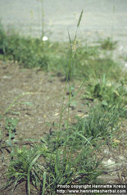 Photo: Phleum pratense.