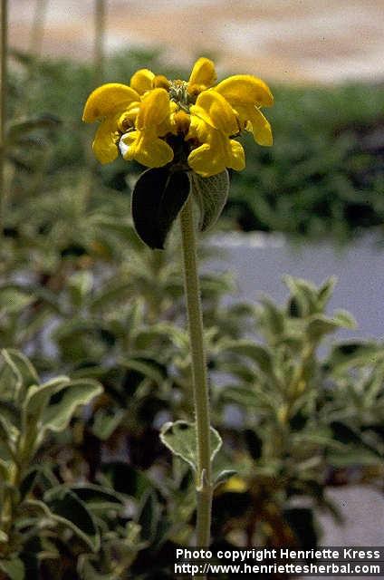 Photo: Phlomis fruticosa 1.