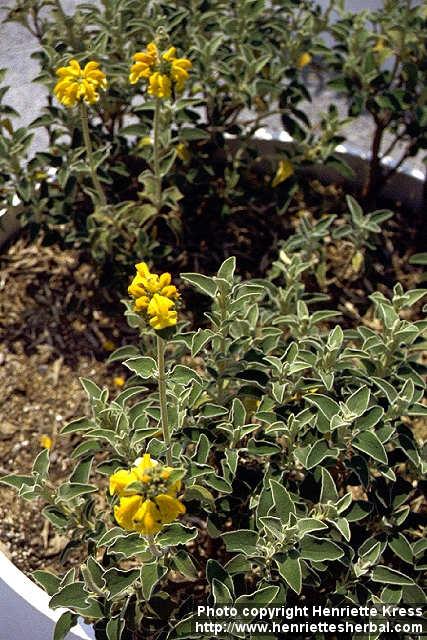 Photo: Phlomis fruticosa 2.